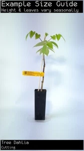 Tree Dahlia (Dahlia imperialis) Tree Plant - Picture 1 of 1