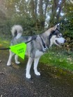 Yellow Dog UK "I NEED SPACE" Lead Flag for nervous, anxious dogs that need space