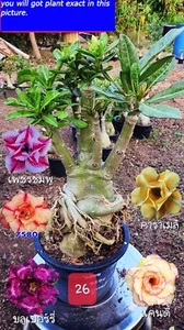 Adenium obesum 5 Farben in einer GEPFROPFPFLANZE im Topf 8 Zoll!! - Bild 1 von 5