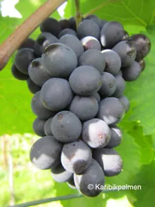 Vitis 'Glenora' kernlose, blaue Weinrebe - winterharte Pflanze 30-50cm Weinstock - Bild 1 von 3