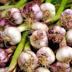 1 Pflanzen Allium sativum Ukraine Ljubascha Knoblauch minus 25° Grad -A - Bild 1 von 5