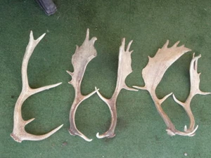 old WILD NATURALLY DEER TROPHY, ANTLERS HORN CARVING CHEW, TAXIDERMY CABIN - Picture 1 of 4