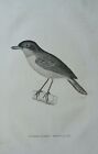 c1825 Antique Bird Print FORMICIVORA MENTALIS by George Shaw / Mrs Griffith