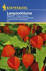 Lampionflower Gigantea, Lantern Like Balloon Flowers Are Excellent for