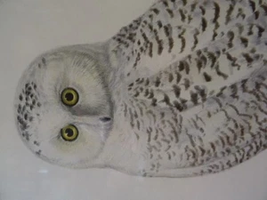 Schneeeule Nyctea Scandiaca - Picture 1 of 4