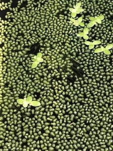 Wolffia sp. smallest flowering plant on earth, Floating, sustainable production - Picture 1 of 5