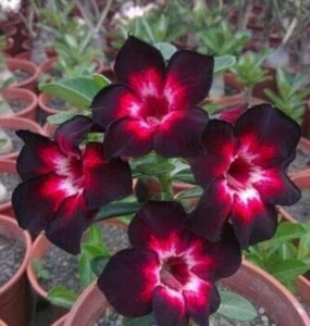40 Semillas Adenium Obesum Rosa Del Desierto Roja Y Negra - Picture 1 of 1