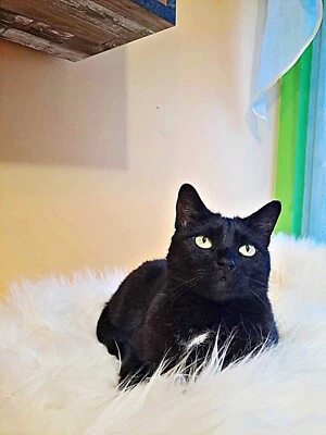 Alfombra de piel de oveja real para cama de gato cueva para perro alfombra de piel de oveja para amante de los animales idea de regalo Foto 1 de 4