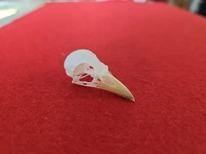BSK14 Pinzón Billetado Myna Pájaro Calavera Taxidermia Criado en Cautividad - Imagen 1 de 6