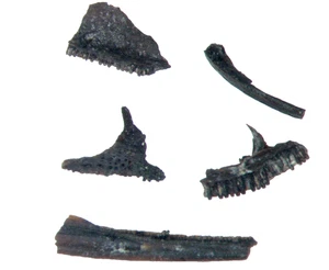 Perm Doleserpeton Amphibie 5 Kieferfossilien Richards Spur in Vitrine - Bild 1 von 9