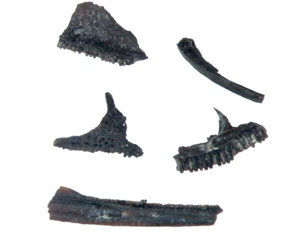 Permian Doleserpeton amphibian 5 jaw fossils Richards Spur in display case - Image 1 of 4