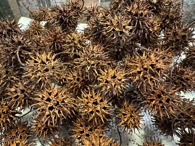 FRESH FROM THE TREE 65 Sweet Gum Balls / Witches Burrs / Cleaned & Dried / Crafts, Aquarium
