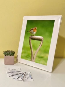 Kunstdruck Bild Bild Foto Fotografie - Rotkehlchen Garten Vogel Natur | Tierwelt - Bild 1 von 4