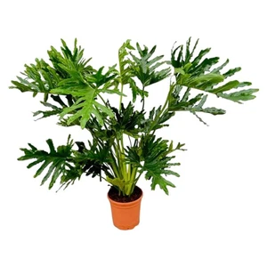 Philodendron Selloum Ø27cm – Große Zimmerpflanze 100cm | Pflanzfix24 - Bild 1 von 3