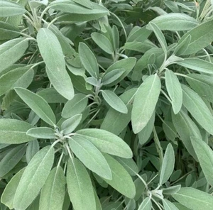 Broad Leaf Sage Seeds | Heirloom | Herb | Organic - Picture 1 of 1
