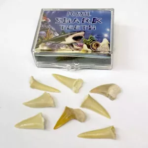 Children's Mini Shark Teeth Box - Fossils of 5-12 Shark Tooth - Picture 1 of 2