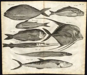 Antique Print-FISH-INDONESIA-EEL-SNAPPER-Nieuhof-1682 - Picture 1 of 1
