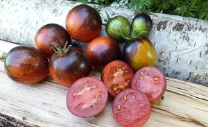 10 graines de tomate Shadow Boxing Dwarf Tomato Project (selection ronde) m.bio - Picture 1 of 9