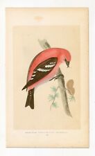 F O Morris, American White-Winged Crossbill, 19th Century, Hand-Coloured