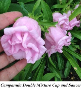 Seeds Campanula DOUBLE MIX Cup and Saucer Mixture Canterbury Bell Lady Seed Cana - Picture 1 of 3