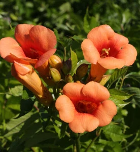 Trompetenblume Indian Summer® 60-80cm - Campsis radicans - Bild 1 von 1