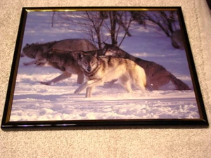 FOTO ENMARCADA DE LOBOS (LOBO) 8X10 #5 - Imagen 1 de 1
