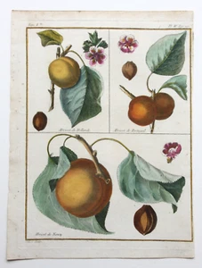 Aprikose, Abricot, altkol. Kupferstich aus Rozier "Cours d'agriculture" 1781 - Bild 1 von 7