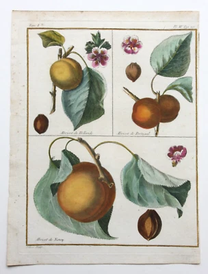 Aprikose, Abricot, altkol. Kupferstich aus Rozier "Cours d'agriculture" 1781 - Bild 1 von 4