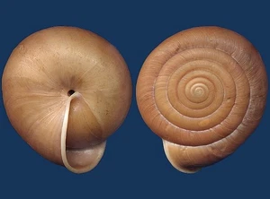 Shell Plectopylis illustris Landshell - Picture 1 of 2