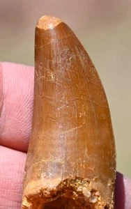 Diente fósil de dinosaurio, Carcharodontosaurus 2.0", de Marruecos #3 - Imagen 1 de 7