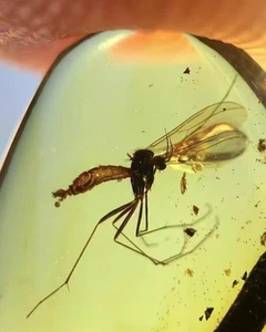 Burmese fossil burmite Cretaceous amber mosquito insect fossil amber Myanmar - Picture 1 of 6