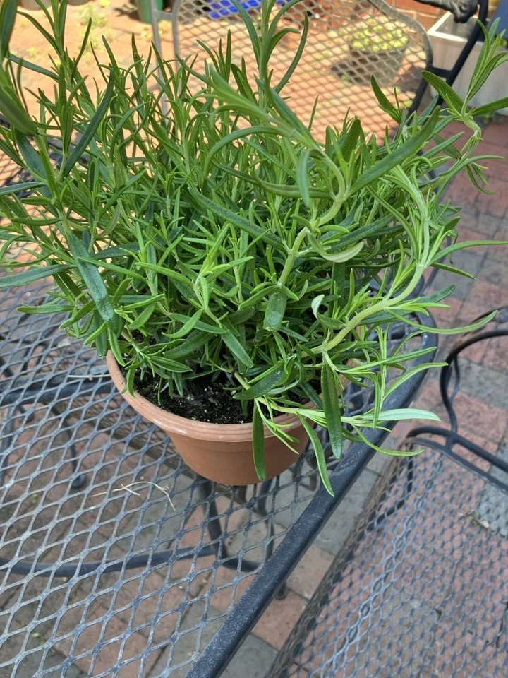 3 Rosemary Plants In a 6” Pot - Image 1 of 1