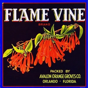 f34 Orlando Florida Flame Vine Orange Citrus Fruit Crate Label Fridge Magnet - Picture 1 of 1
