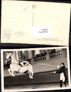 425993,Foto Ak Pferd Wien Spanische Reitschule Kapriole a. d. Hand Lipizzaner - Picture 1 of 1
