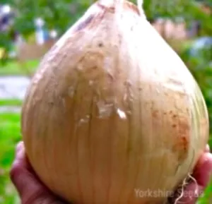 Jumbo Sweet Spanish Onion - 300x Seeds - Vegetable - Picture 1 of 1