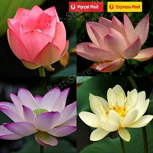 30pcs Lotus Flower Seeds Water Bonsai Flower Plant Mixed Nymphaea seeds - Picture 1 of 9