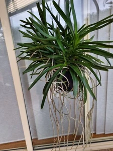 Orchid Vanda Twinkle ( Neo falcata - Vanda miniata ) - Advanced flowering size - Picture 1 of 17