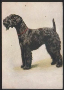 Cigarette card postcard Kerry blue terrier dogs 1930's - Imagen 1 de 1