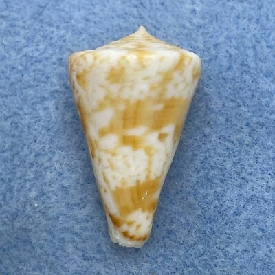 Conus wallangra 29.8mm F+ Cape Moreton, Queensland, Australia Trawled 90fms - Image 1 of 3
