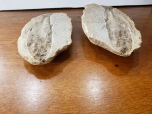 Rare Double Natural Trilobite Fossil of a Fish in One Nodule, Genuine Specimens - Picture 1 of 6