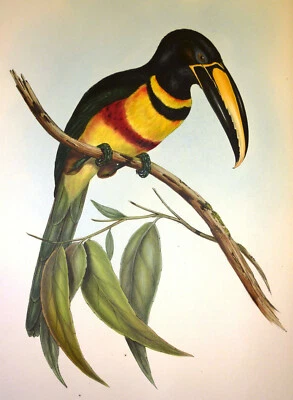 John Gould Native Birds print parrot painting pecans Vintage Old Australia - Image 1 of 4