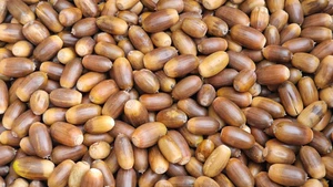 10 kg Eicheln der Stieleiche, Tierfutter, Wildfutter, September 2025 - Bild 1 von 1