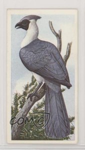 1985 Brooke Bond Incredible Creatures Tea Address Sheen Lane #39 1i3