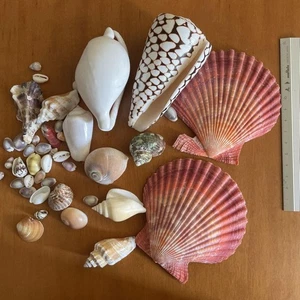 Hiougi shellfish Natural Sea Shells Art Craft From Japan　 - Picture 1 of 2