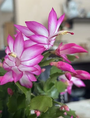 Hot Pink/Purple(Jolly Purple ) Christmas Cactus Live  Plant Shipped Without Pot  - Image 1 of 4