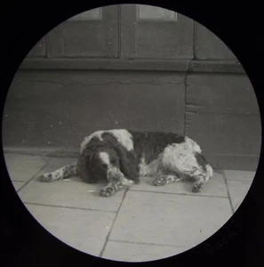 Glass Magic Lantern Slide DOG CALLED DASH C1900 VICTORIAN PHOTO SPANIEL - Picture 1 of 2