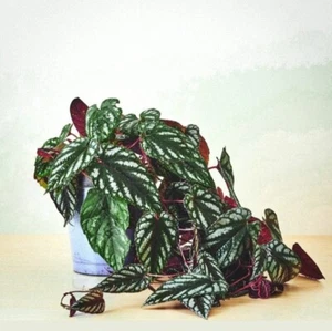 2Ft Real Touch Trailing Javana Begonia Artificial Hanging House Plant - Picture 1 of 5