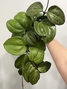 Hoya Latifolia ‘Sarawak’ *Rooted Cutting* Large Leaf, RARE Houseplant Plant - Picture 1 of 2