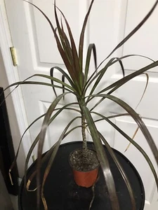 Draceena Dragon plant potted - Picture 1 of 1