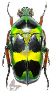 Heterorrhina macleayi, Philippines,UNMOUNTED beetle - Picture 1 of 1